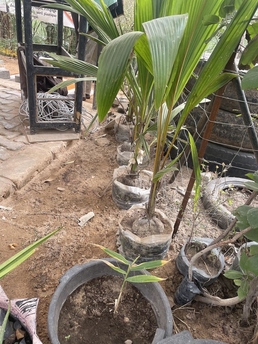 Des plantes cultivées dans des pneus recyclés