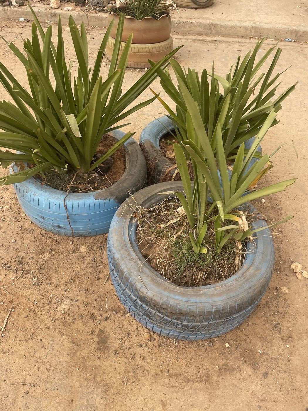 Des palmiers plantés dans des pneus peints